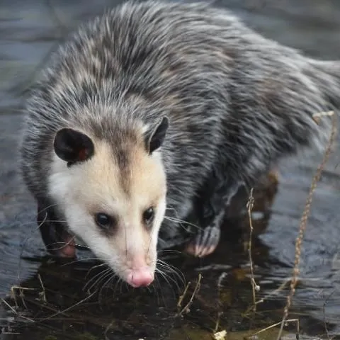 thumbnail for publication: Wildlife of Florida Factsheet: Virginia Opossum